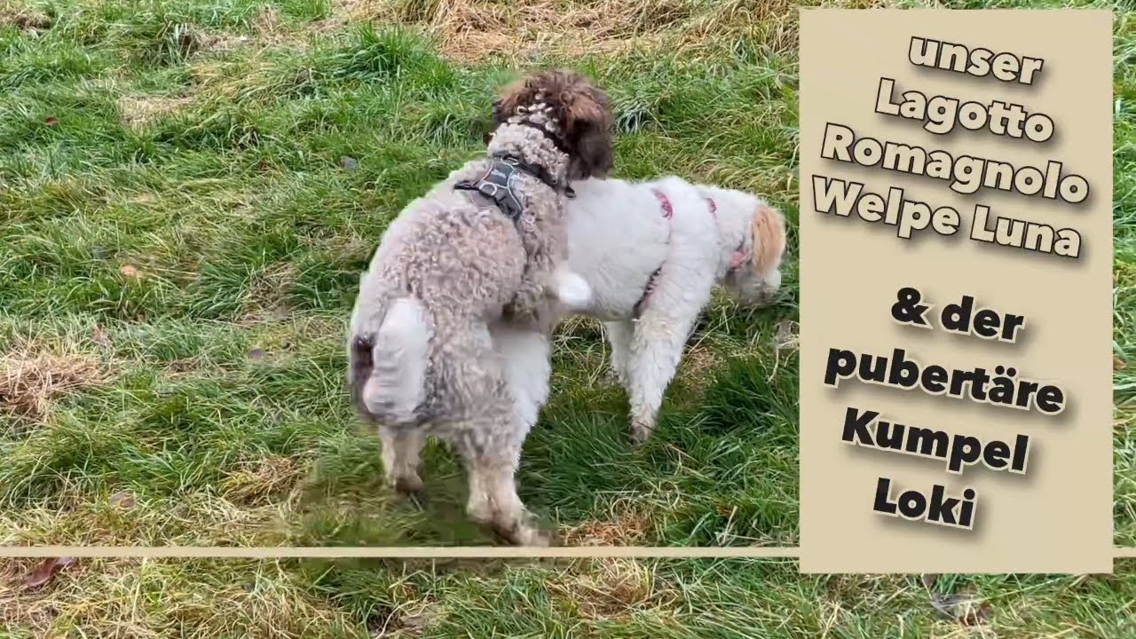 Luna und Loki - zwei Lagottos im Spiel