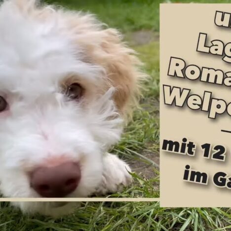 Lagotto Luna beim Spielen – Von Trampolin bis Heliumballon