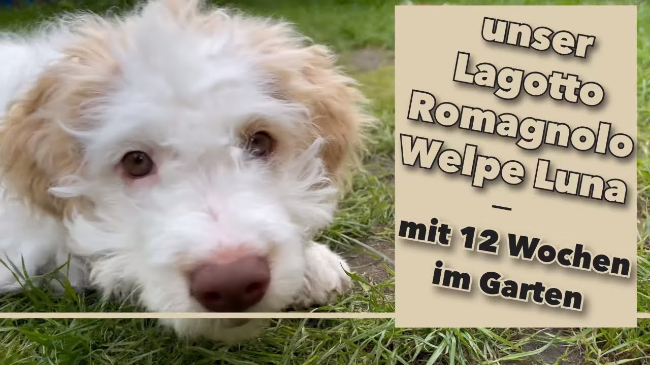 Lagotto Welpe Luna erkundet die Welt