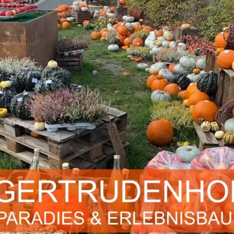 Rheinbogen Landschaftspark Monheim mit Hund – Spaziergang am Rhein