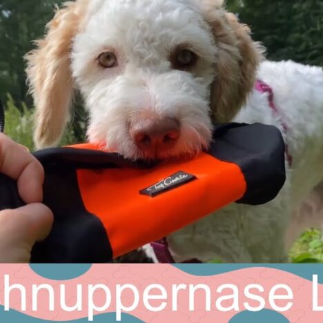 Unserer Lagotto Luna hat es sichtlich geschmeckt