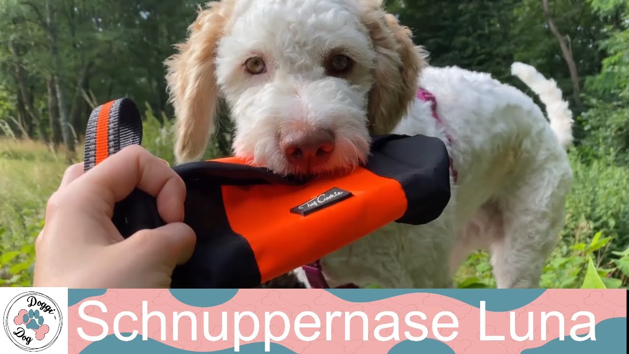 Schnuppernase Lagotto Luna