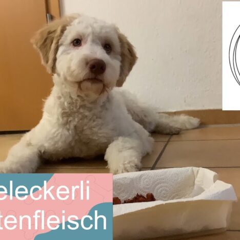 Lagotto Luna am Nordseestrand in Dänemark bei Sondervig
