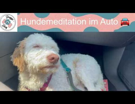 Chalet Pengel Bramberg mit Hund 🐶