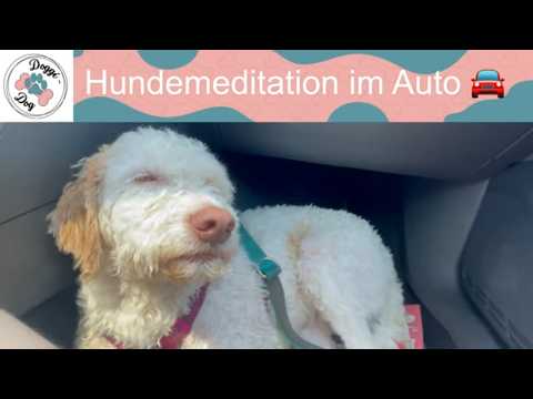 Hundemeditation im Auto – Luna schläft entspannt auf der Autofahrt
