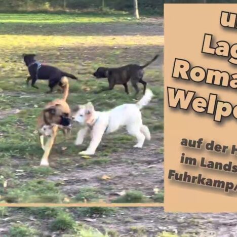 Makkum Beach am IJsselmeer – Strandurlaub mit Hund in Friesland