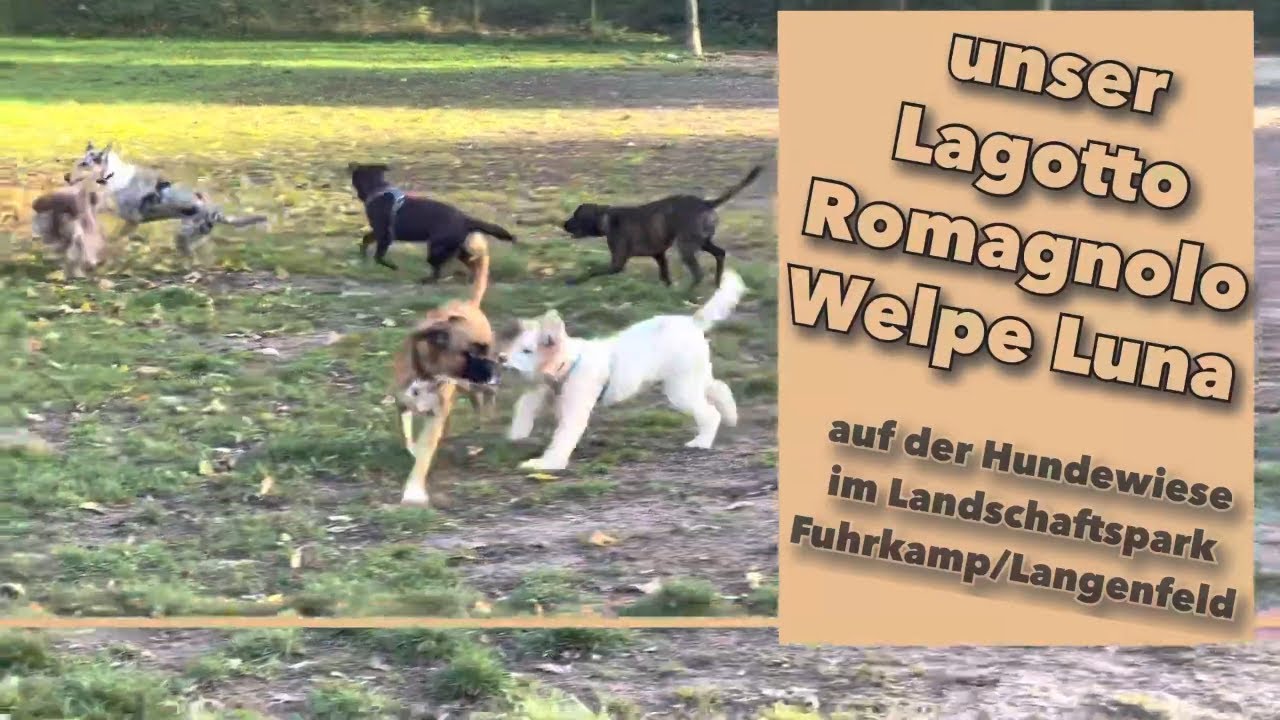 hundewiese fuhrkamp langenfeld