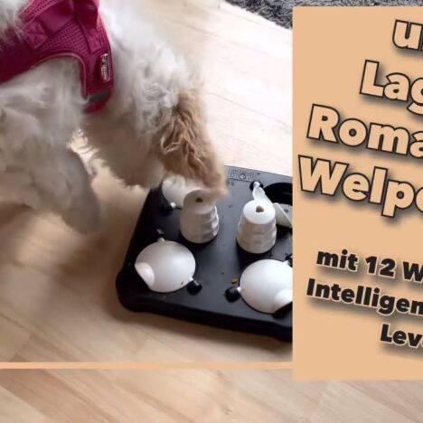 FRED & FELIA TIM RAUE Limited Edition – Kulinarische Länderreise für Deinen Hund