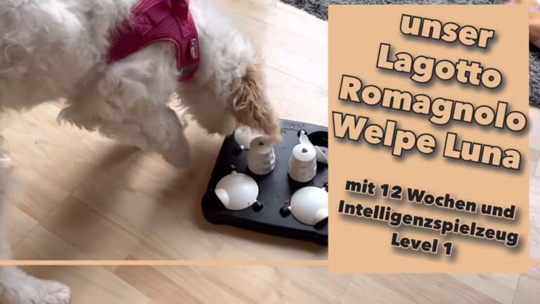 Intelligenzspielzeug Level 1 für Hunde – Test mit unserer Lagotto-Hündin Luna