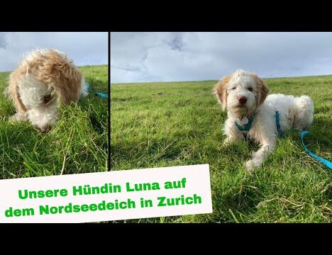 Deich bei Zurich – Nordsee und IJsselmeer mit Hund 🐶