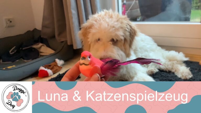 Lagotto Romagnolo – Luna und Katzenspielzeug 🐶🎾