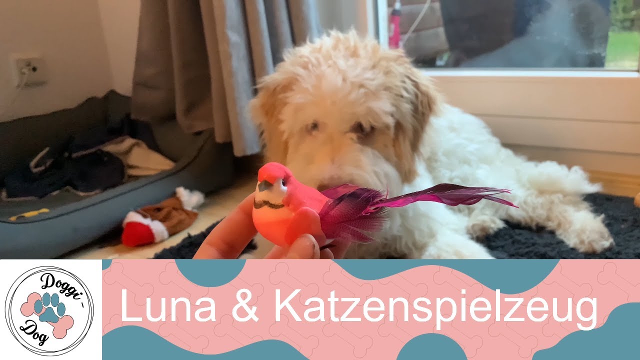 Luna und Katzenspielzeug