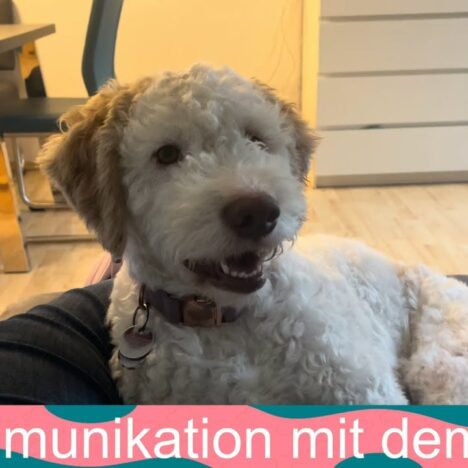 Lagotto Luna beim Spielen – Von Trampolin bis Heliumballon