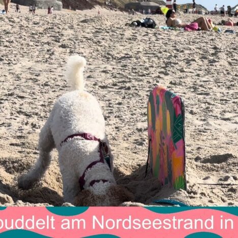 Hundeleckerli aus Putenfleisch – selbstgemacht für deinen Hund 🐾