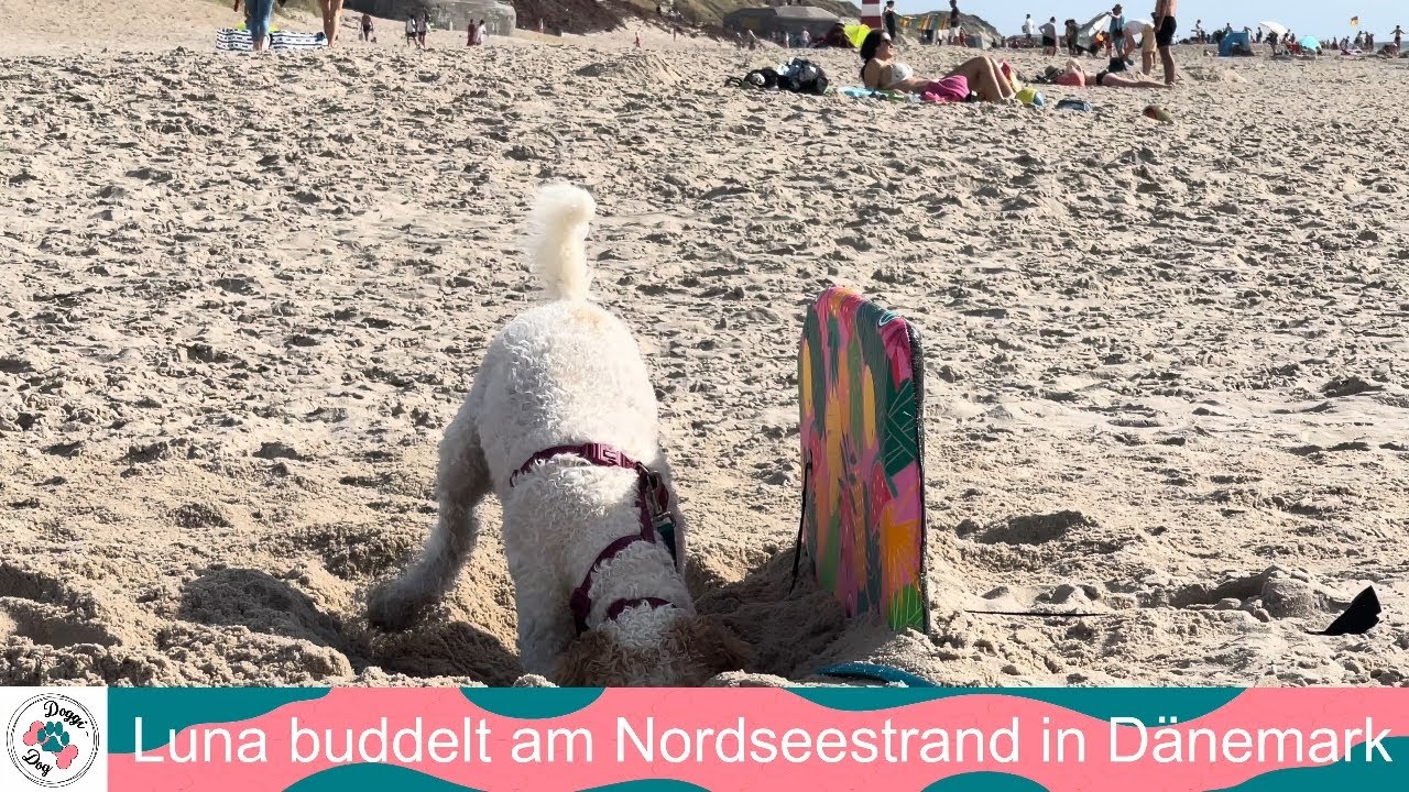 Lagotto Luna buddelt am Nordseestrand in Dänemark bei Sondervig