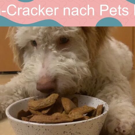 Hundeleckerli aus Putenfleisch – selbstgemacht für deinen Hund 🐾
