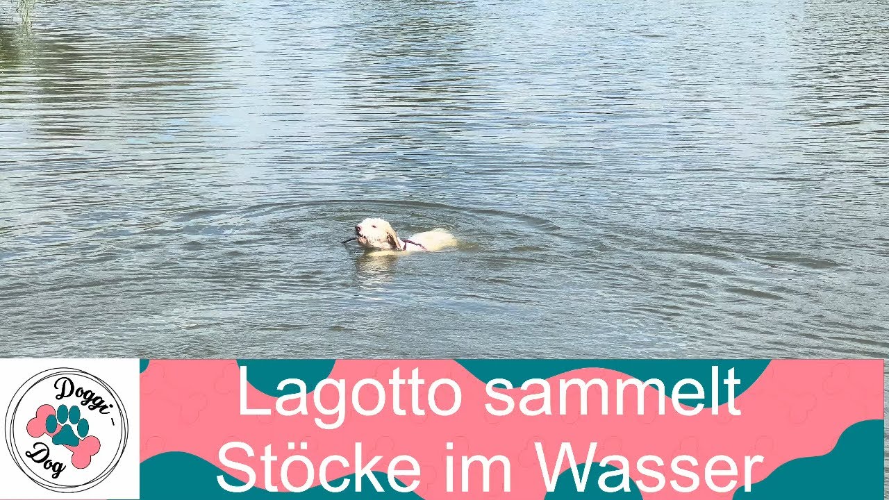 Unser Lagotto Luna sammelt Stöcke im Wasser
