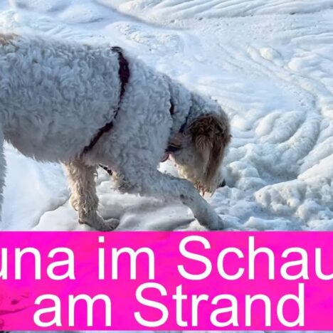 Lagotto Luna tobt am Strand Équihen-Plage an der Opalküste 🐾