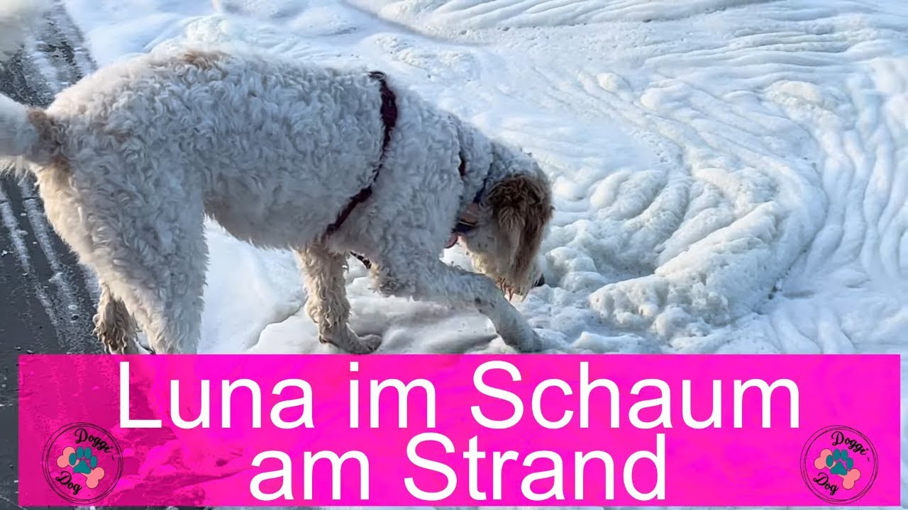 Lagotto Luna spielt im Schaum am Strand in den Niederlanden