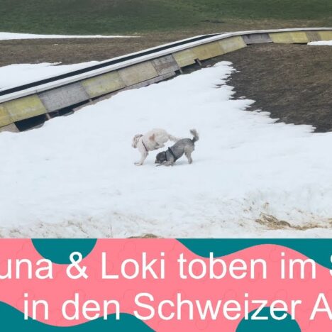 Lagotto Luna spielt im Schaum am Strand in den Niederlanden 🫧