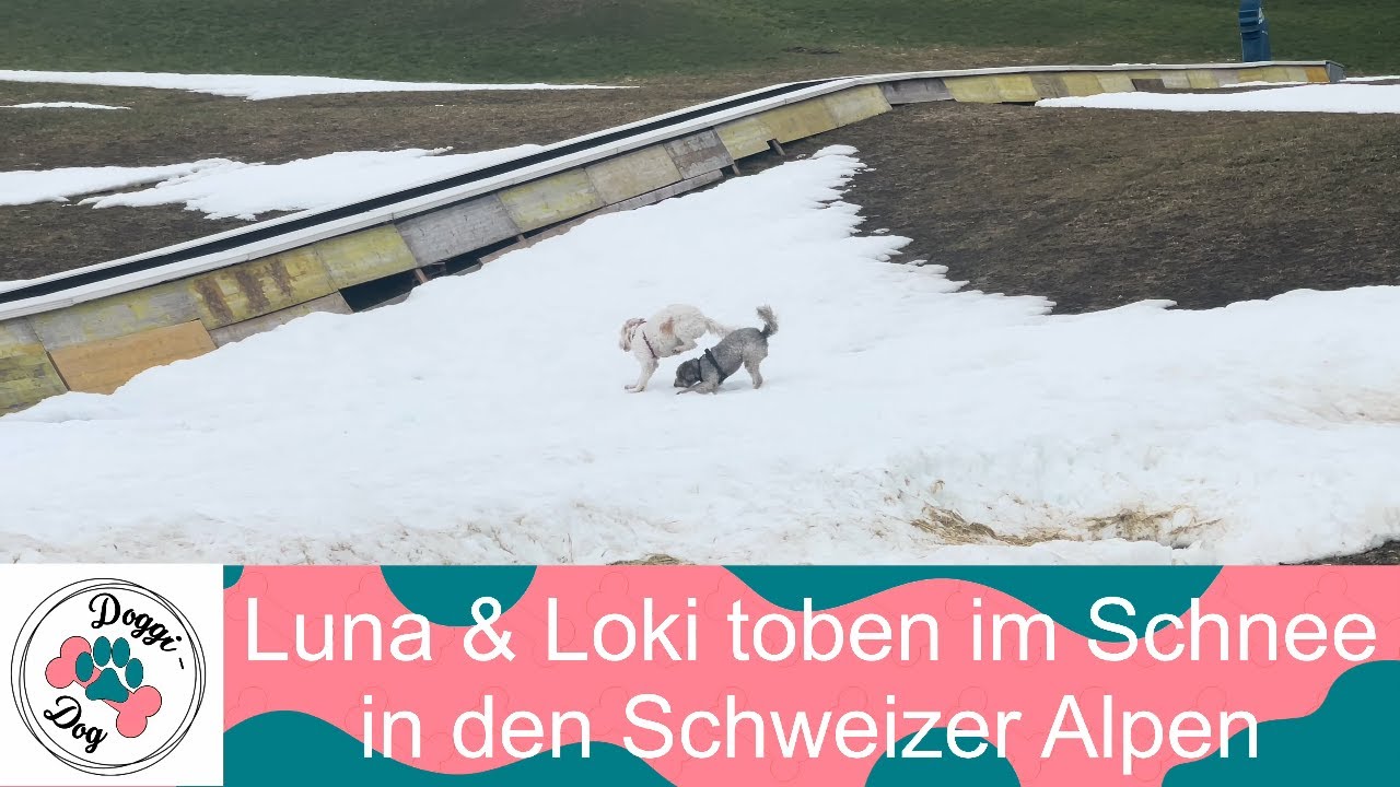 Luna und Loki toben im Schnee in den Schweizer Alpen