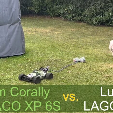 Intelligenzspielzeug Level 1 für Hunde – Test mit unserer Lagotto-Hündin Luna