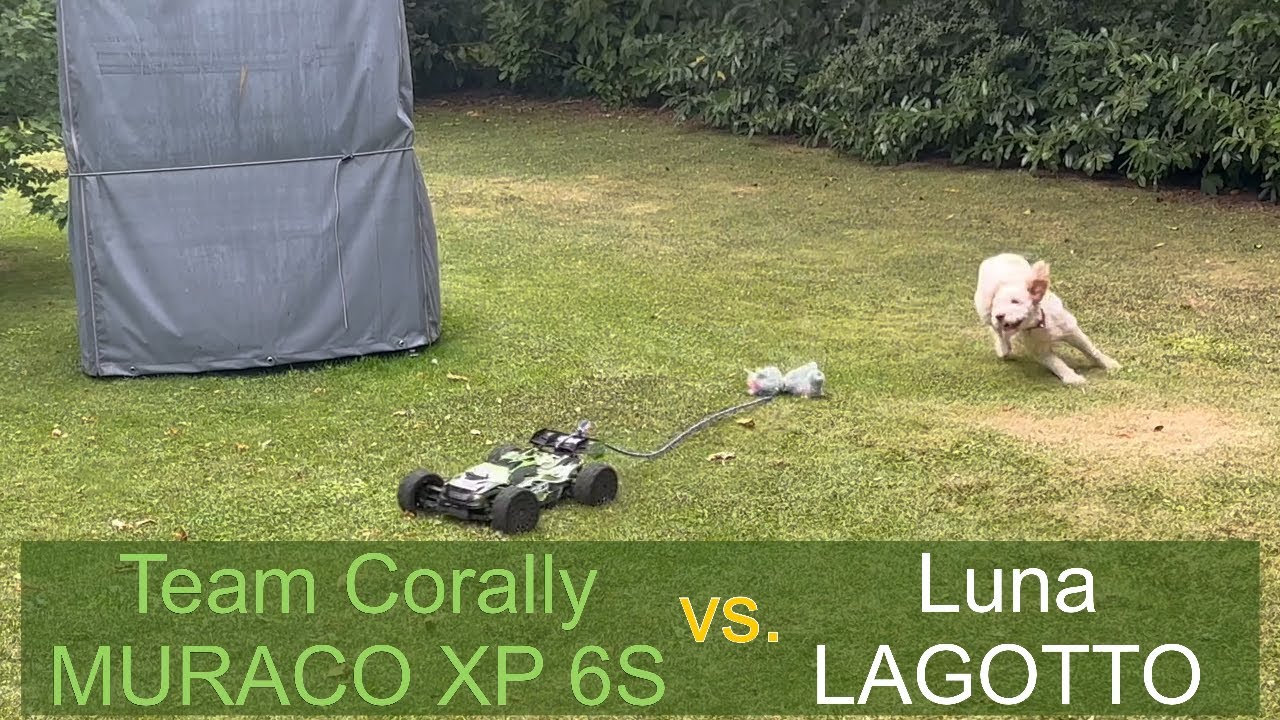 Team Corally Muraco XP 6S RC-Car im Test mit Hund