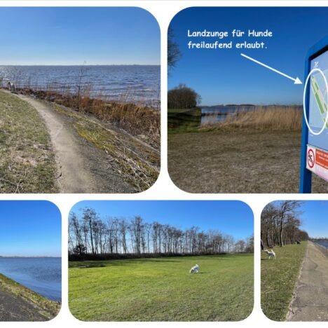 Callantsoog mit Hund – Nordsee-Strandausflug in Nordholland 🏖️🐶