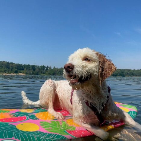 Puten-Cracker für Hunde nach einem Rezept von Pets Deli 🐾