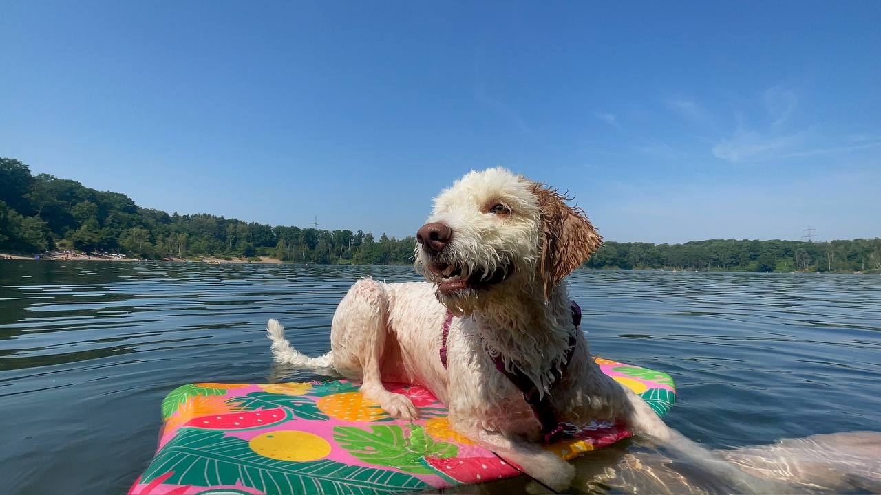 von diergardt see ausflug mit hund luna