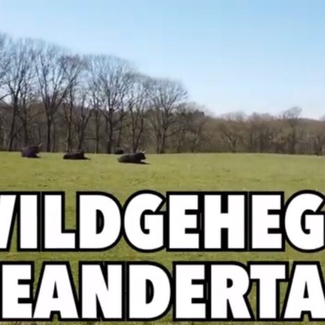 Bevertalsperre mit Hund – Wandern rund um den Stausee