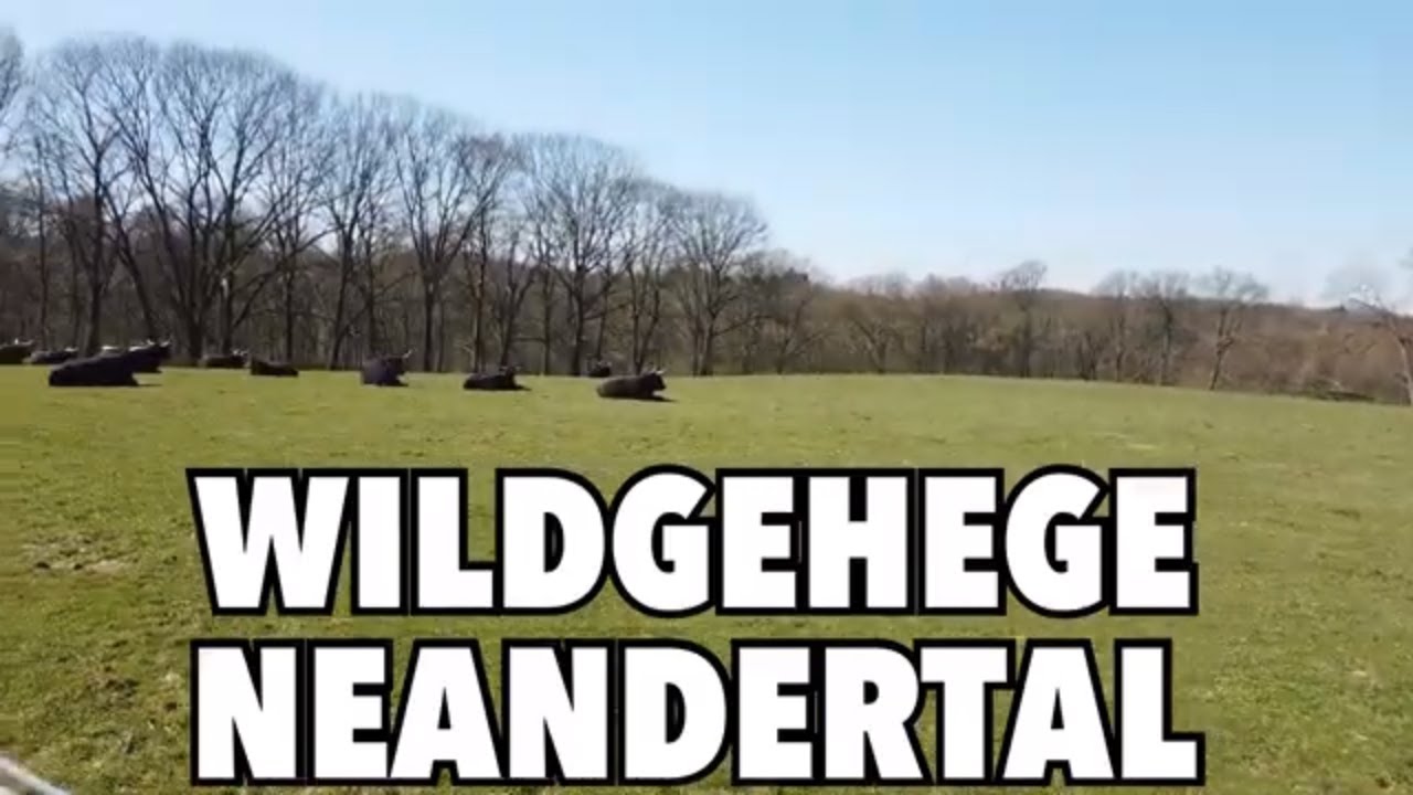Wildgehege Neandertal – Eiszeitliches Wildgehege mit Hund