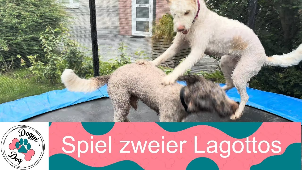 Spiel zweiter Lagottos