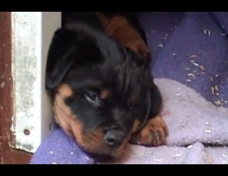Center Parcs Les Ardennes mit Hund – Ferienpark in den belgischen Ardennen 🐶