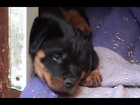 Rottweiler Welpe Cooper vom Züchter abholen