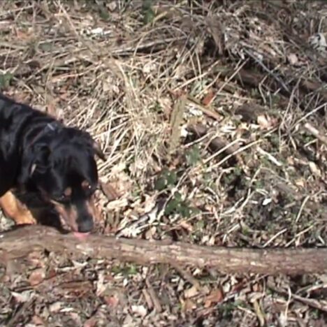 Abschied von unserem Rottweiler Dusty