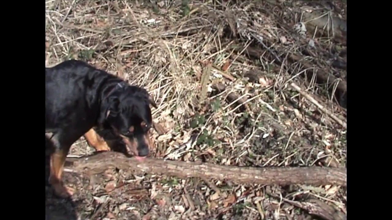 Alter Rottweiler Dusty Gassi gehen
