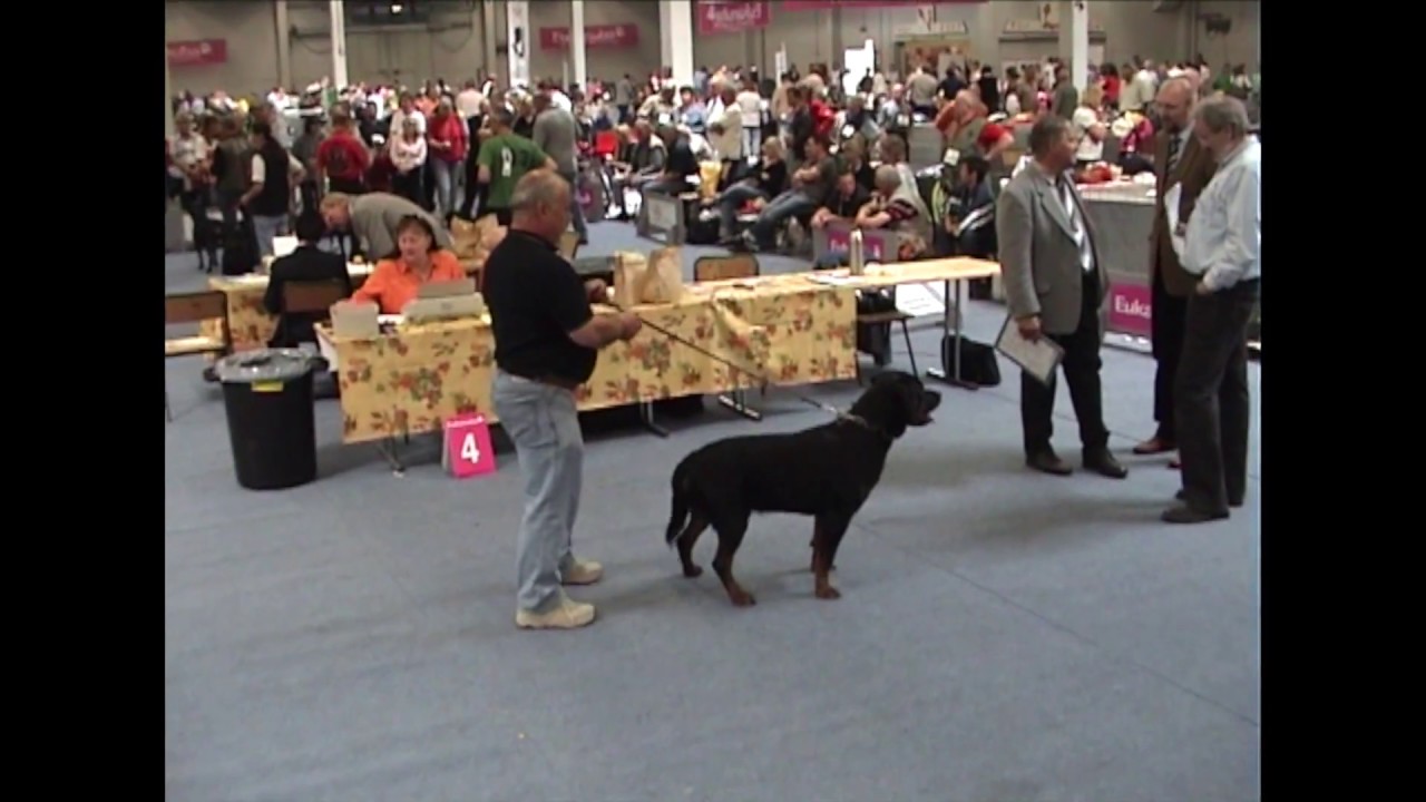Hundeschau Dortmund Rottweiler Ausstellung