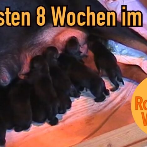 Unser Rottweiler im Alltag: Garten, Wald, Feld und Wasser