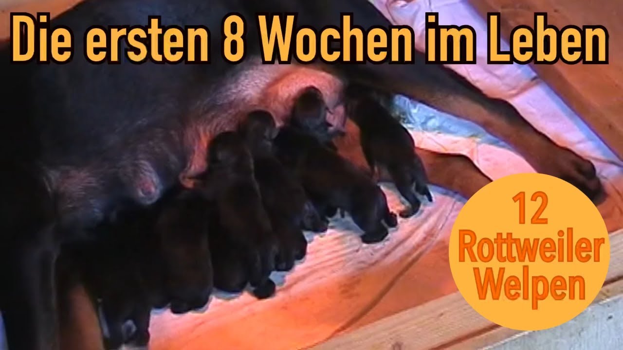 12 Rottweiler Welpen erste 8 Wochen beim Züchter