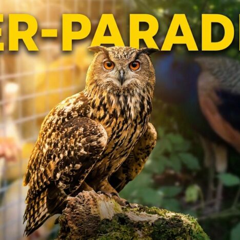 Premiumferienhaus im Center Parcs Nordborg mit Hund – Unser Haus 456 🐶