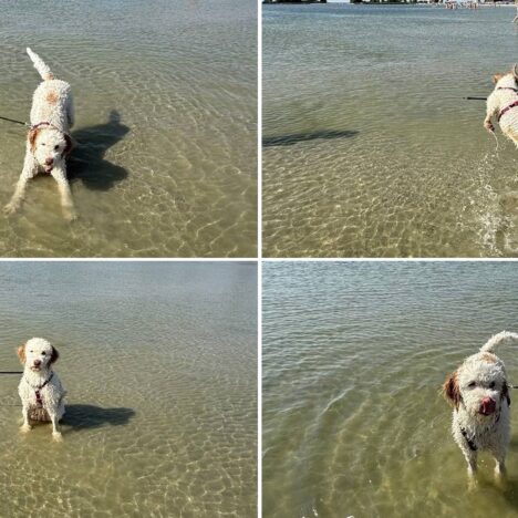 MarinaPark Bad Nederrijn mit Hund – Ferienpark in Maurik an der Nederrijn