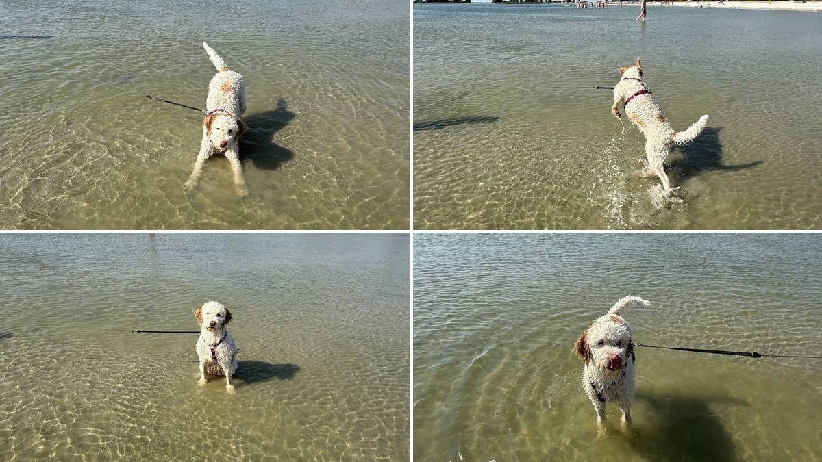 Hunde am Strand in Makkum – Collage mit Hunden im Wasser und Schwimmern