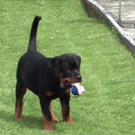 Unser alter Rottweiler Dusty: Gassi, Zuhause und Tierarzt