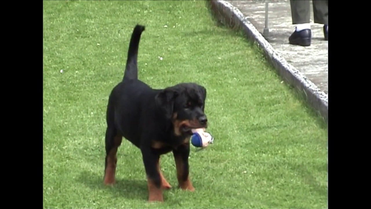 Rottweiler im Garten Alltag