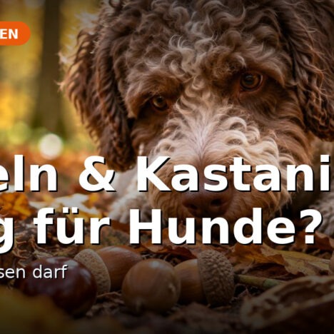 Lagotto Romagnolo im Herbst: Fellpflege bei Regen, Matsch und nassen Locken
