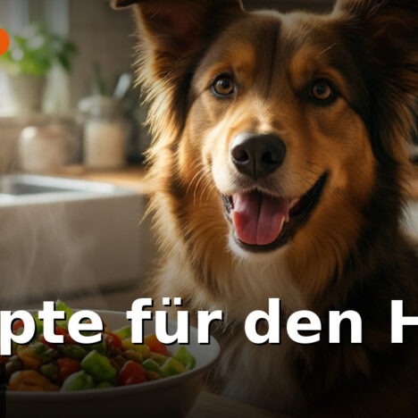 Hundespielzeug selbst machen: 5 Ideen aus Haushaltsgegenständen