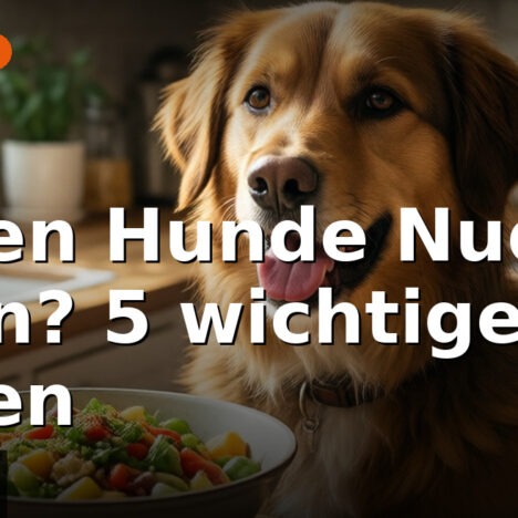 Kürbissuppe für Hunde: 5 wichtige Tipps