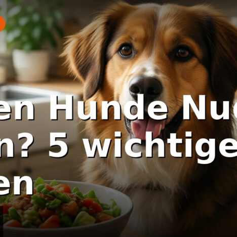 Feuerwerksverbot Niederlande 2026: 6 wichtige Regeln