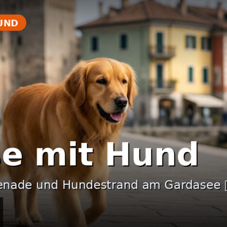 Ausflugstipps Bayerischer Wald mit Hund – Nationalpark und Seen 🐶